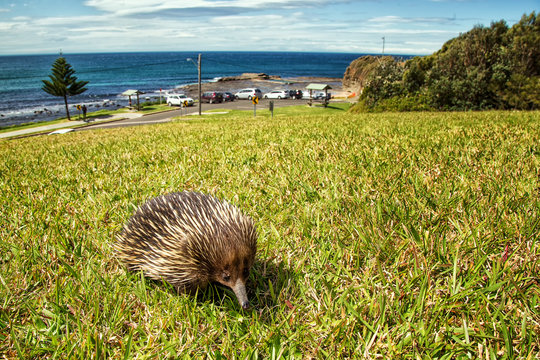 A short-beaked Echidna taking a walk in the Australian seaside town of Gerringong
