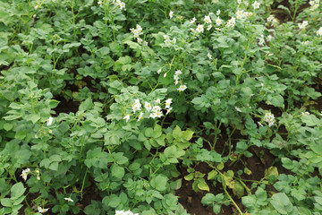 The field of flowering potatoes