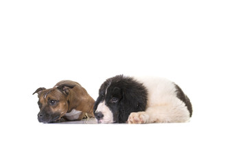 Naklejka premium puppy landseer dog white background