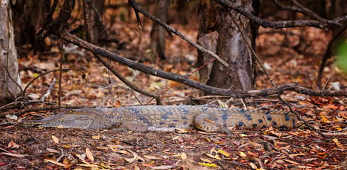 Freshwater Crocodile resting at the edge of a billabong in Kakadu, Australia