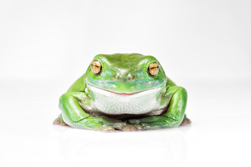 Happy Australian Green Tree Frog isolated on white