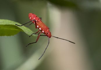 RED COTTON BUG