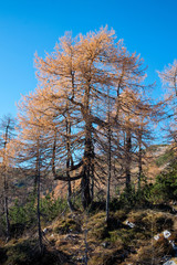 Larch trees in fall colors in Julian Alps.