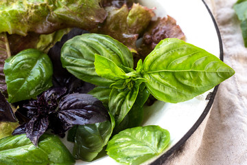 Lettuce and basil leaves closeup.