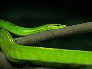 Naklejka premium Red-Tailed Green Ratsnake on Nature Background, Clipping Path