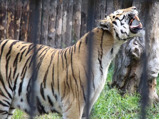 Tiger, big cat, striped fur, predator, wild animals, wildlife, fauna, Amur tiger, zoo, aviary, cage, mouth, grin, fangs,