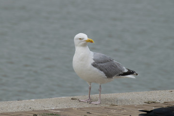 Fototapeta na wymiar Seagull at the beach
