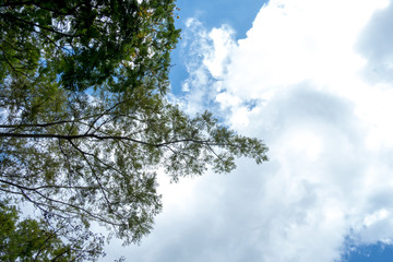 blue sky with tree