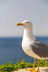 Obraz premium A seagull standing on a wall at the seashore, blurred background with a sea.