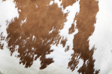 red and white pattern on cowhide - obrazy, fototapety, plakaty