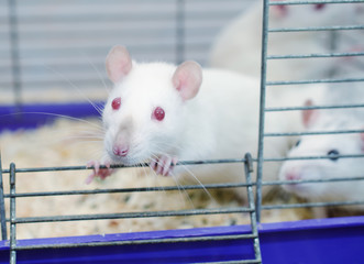 Curious white laboratory rat looking out of a cage in a laboratory (in blue tones)
