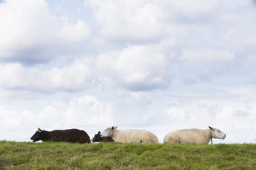 Fototapeta premium four sheep lie in grass under cloudy sky in holland