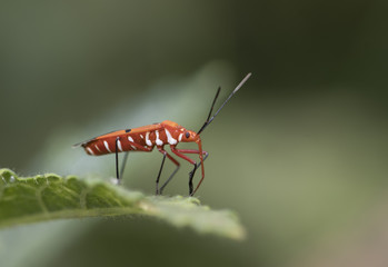 RED COTTON BUG