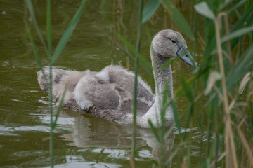 Baby swan cygnet swimming © Kim de Been
