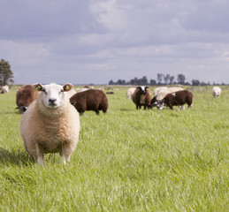 sheep in grass under cloudy sky in holland