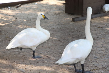 White swans, zoo, aviary, wild birds, animals, nature, fauna, geese, lake, pond, farm, pair of swans