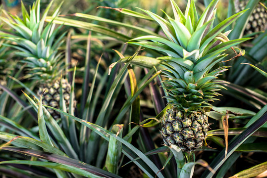 Pineapple farm, Time to harvesting
