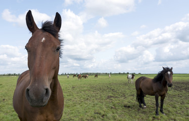brown horses stand in green grassy meadow in the netherlands