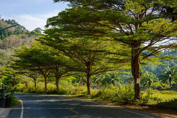 Obraz premium Canopy of trees over a lonely road