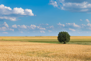 Lonely tree on the field in summer day
