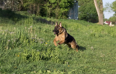 German shepherd runs in the summer park