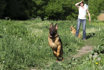 German shepherd runs in the summer park