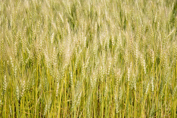 丘の町美瑛の麦畑