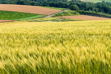 丘の町美瑛の田園風景