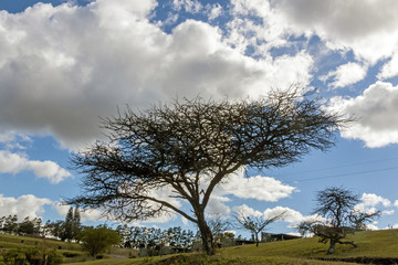 Obraz premium Leafless Tree Dark Silhouette on Dry Winter Landscape