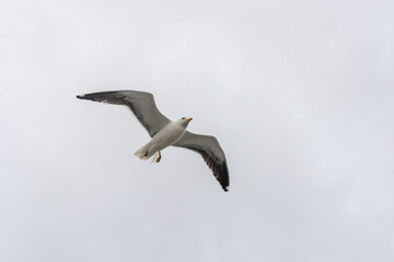 Fototapeta na wymiar Flying gull on a background of white-grey sky.