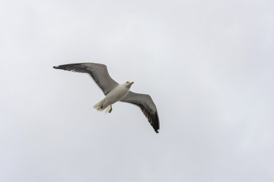 Flying gull on a background of white-grey sky.