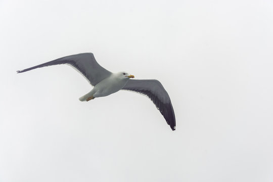 Flying gull on a background of white-grey sky.