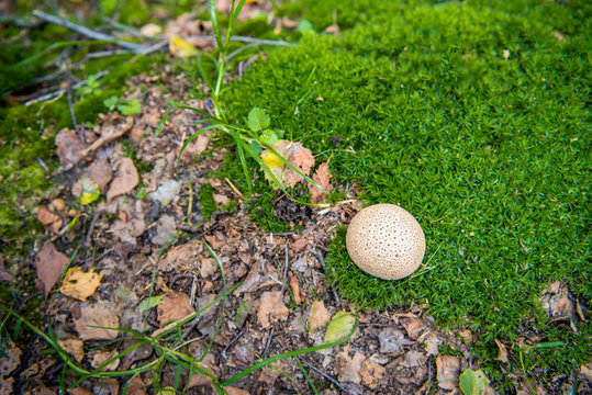 Common earthball between moss
