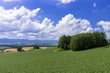 丘の町美瑛の田園風景