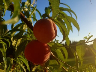 peaches