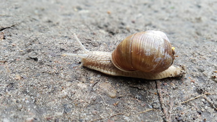 A snail