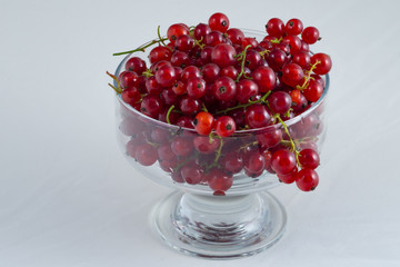 Red currant.
