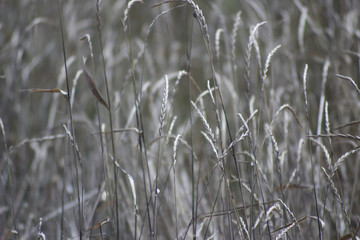 Fototapeta premium Silvery background of field grass