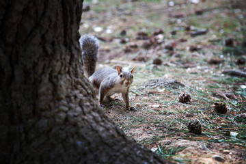 Obraz premium grey squirrel