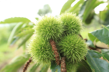 Chestnut fruits grow on tree