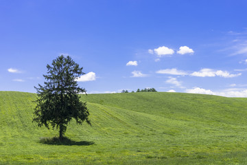 一本の木と草原