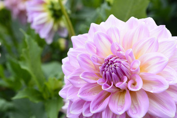 Fototapeta premium The pink dahlia flower in closeup scene.