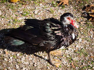 Muscovy duck