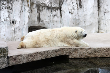 Polar Bear / Eisbär / Ours Polaire