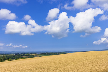 Obraz premium 女満別の麦畑