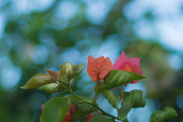 カウアイ島 朝のブーゲンビリア