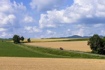 Fototapeta na wymiar 道東地方の麦畑