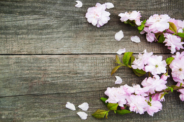 Fototapeta na wymiar Spring sakura blossom