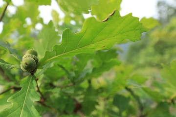 Oak tree acorn nut
