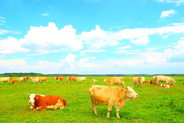 Fototapeta premium Cows on farm